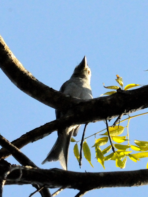 ④ ハイイロオウチュウ　成鳥　カオヤイ国立公園　タイ　Khao Yai National Park, Thailand　2014/01/28　Photo by Kohyuh