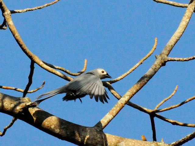 ⑤ ハイイロオウチュウ　成鳥　カオヤイ国立公園　タイ　Khao Yai National Park, Thailand　2014/01/28　Photo by Kohyuh