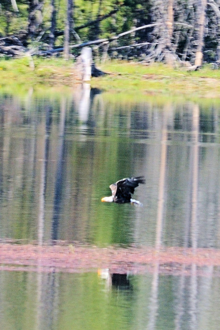 ハクトウワシの飛翔（６態）　イエローストーン川　イエローストーン国立公園　ワイオミング州　米国　Yellowstone River, Yellowstone National Park, Wyoming, USA　2013/07/08　Photo by Kohyuh