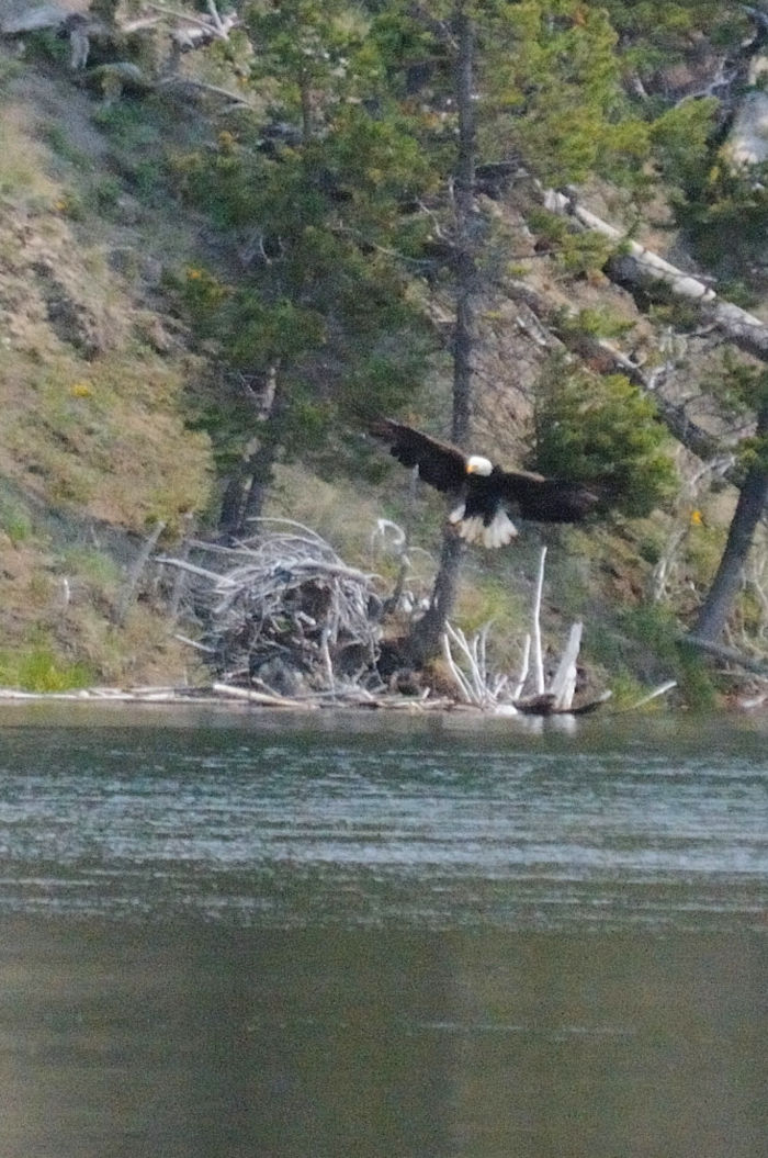 ハクトウワシの飛翔（６態）　イエローストーン川　イエローストーン国立公園　ワイオミング州　米国　Yellowstone River, Yellowstone National Park, Wyoming, USA　2013/07/08　Photo by Kohyuh