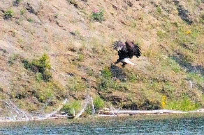 ハクトウワシの飛翔（６態）　イエローストーン川　イエローストーン国立公園　ワイオミング州　米国　Yellowstone River, Yellowstone National Park, Wyoming, USA　2013/07/08　Photo by Kohyuh