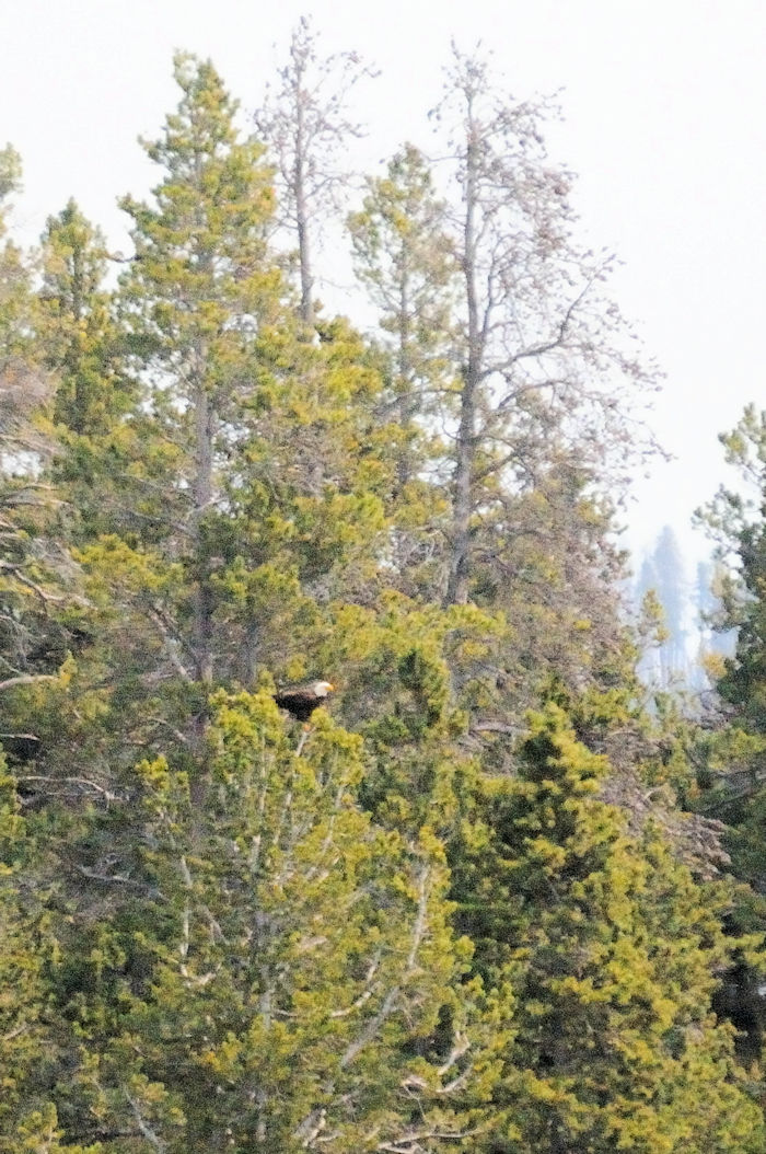 ハクトウワシの飛翔（６態）　イエローストーン川　イエローストーン国立公園　ワイオミング州　米国　Yellowstone River, Yellowstone National Park, Wyoming, USA　2013/07/08　Photo by Kohyuh