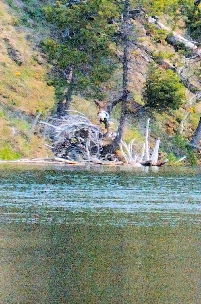 ハクトウワシの飛翔（６態）　イエローストーン川　イエローストーン国立公園　ワイオミング州　米国　Yellowstone River, Yellowstone National Park, Wyoming, USA　2013/07/08　Photo by Kohyuh