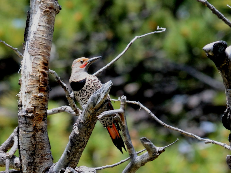 ハシボソキツツキ♂　成鳥（２態）　the red-shafted 亜種　ロッキーマウンテン国立公園 　米国　Rocky Mountain National Park, America　2013/07/02　Photo by Kohyuh