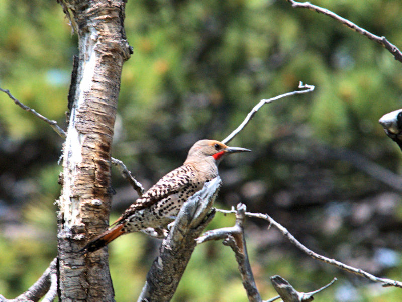 ハシボソキツツキ♂　成鳥（２態）　the red-shafted 亜種　ロッキーマウンテン国立公園 　米国　Rocky Mountain National Park, America　2013/07/02　Photo by Kohyuh