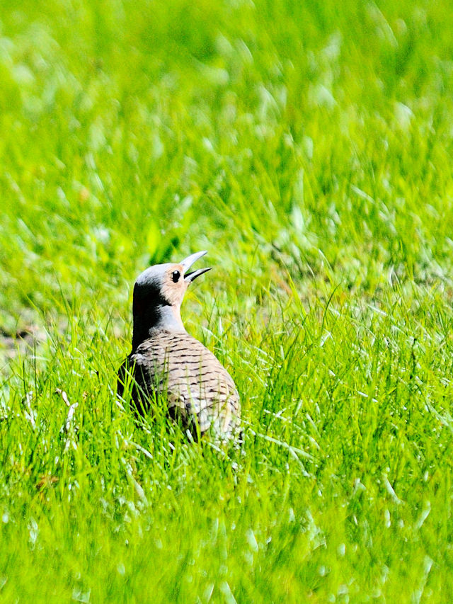 ハシボソキツツキ♀成鳥（４態-1）　（the yellow-shafted 亜種）　ボストン　米国　Boston, America, 2013/05/16　Photo by Kohyuh