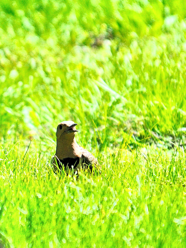 ハシボソキツツキ♀成鳥（４態-2）　（the yellow-shafted 亜種）　ボストン　米国　Boston, America, 2013/05/16　Photo by Kohyuh