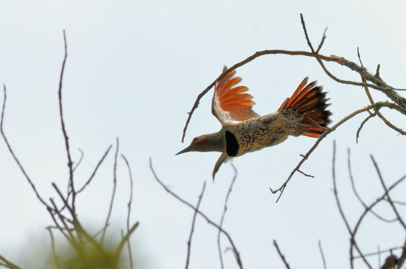  ハシボソキツツキ♂ 成鳥（２態）　亜種 "the red-shafted" 　グランドレイク　米国　Grand Lake, America　2013/06/30　Photo by Kohyuh