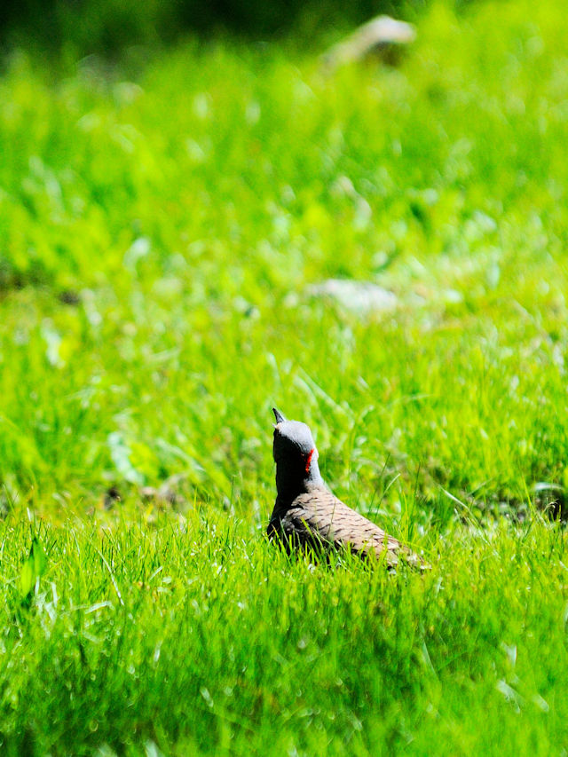 ハシボソキツツキ♀成鳥（４態-3）　（the yellow-shafted 亜種）　ボストン　米国　Boston, America, 2013/05/16　Photo by Kohyuh