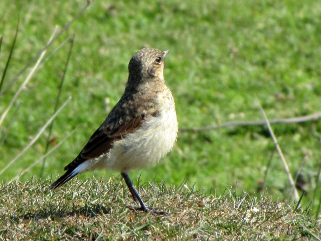 C nVOq^L @@CjV{[tB@ACh@Inishbofin Island, Ireland@2009/06/09@Photo by Kohyuh