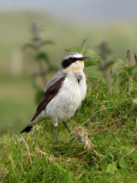 @ nVOq^L @@CjV{[tB@ACh@Inishbofin Island, Ireland@2009/06/08@Photo by Kohyuh