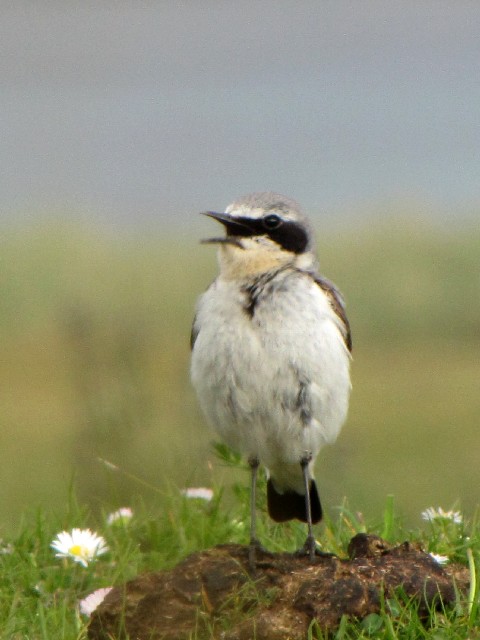 A nVOq^L @@CjV{[tB@ACh@Inishbofin Island, Ireland@2009/06/08@Photo by Kohyuh