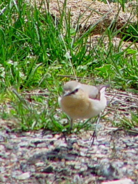  nVOq^L @@iR-3j@{CkJ@J^[jB@XyC@Vall de Boi, Catalonia, Spain@2005/05/22@Photo by Kohyuh