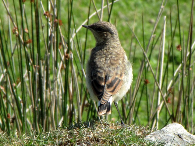 E nVOq^L @@CjV{[tB@ACh@Inishbofin Island, Ireland@2009/06/09@Photo by Kohyuh