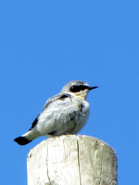 B nVOq^L @@CjV{[tB@ACh@Inishbofin Island, Ireland@2009/06/09@Photo by Kohyuh