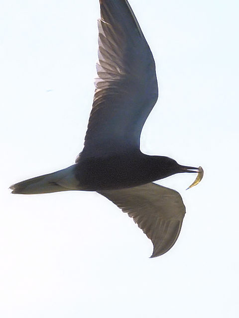 ① ハシグロクロハラアジサシ　キンデルダイク　オランダ　Kinderdijk, Netherlands　2011/06/02　Photo by Kohyuh