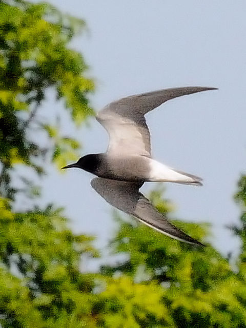 ② ハシグロクロハラアジサシ　キンデルダイク　オランダ　Kinderdijk, Netherlands　2011/06/02　Photo by Kohyuh