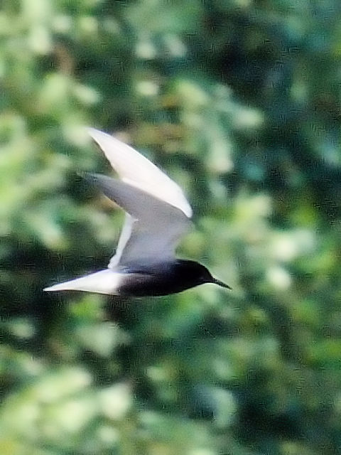 ③ ハシグロクロハラアジサシ　キンデルダイク　オランダ　Kinderdijk, Netherlands　2011/06/02　Photo by Kohyuh