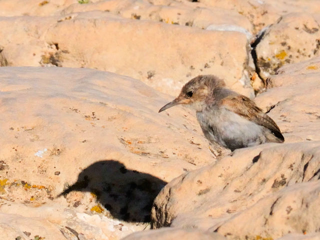 ハシナガヌマミソサザイの幼鳥（４態-1） グランドキャニオン国立公園</a>　アリゾナ州　米国 Grand Canyon National Park, Arizona, USA 2013/06/23　Photo by Kohyuh