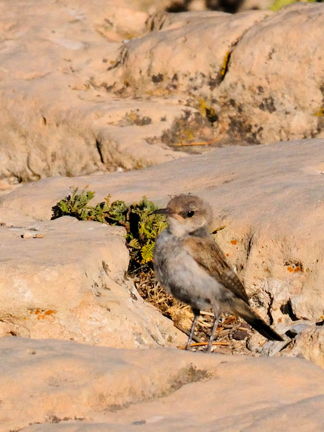 ハシナガヌマミソサザイの幼鳥（４態-2） グランドキャニオン国立公園</a>　アリゾナ州　米国 Grand Canyon National Park, Arizona, USA 2013/06/23　Photo by Kohyuh