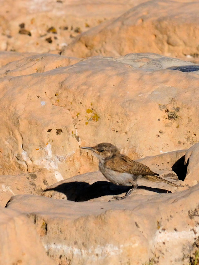 ハシナガヌマミソサザイの幼鳥（４態-4） グランドキャニオン国立公園</a>　アリゾナ州　米国 Grand Canyon National Park, Arizona, USA 2013/06/23　Photo by Kohyuh