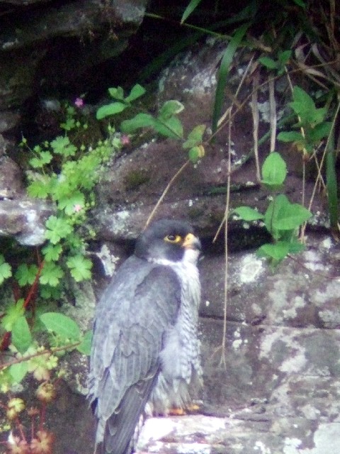 ① ハヤブサ ♂　成鳥　ニュー・ラナーク　スコットランド　New Lanark, Scotland　2009/05/26　Photo by Kohyuh