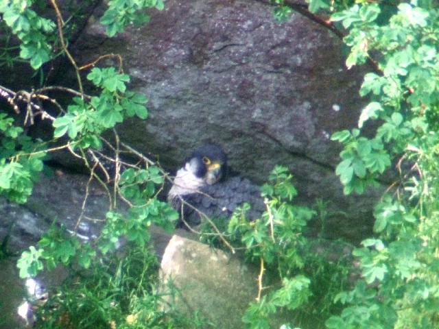 ② ハヤブサ ♀　成鳥</A>　ニュー・ラナーク　スコットランド　New Lanark, Scotland　2009/05/26　Photo by Kohyuh