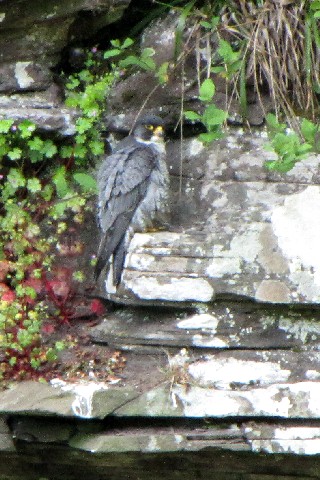 ③-1 ハヤブサ ♂　成鳥</A>　ニュー・ラナーク　スコットランド　New Lanark, Scotland　2009/05/26　Photo by Kohyuh