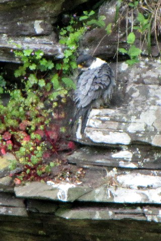 ③-2 ハヤブサ ♂　成鳥</A>　ニュー・ラナーク　スコットランド　New Lanark, Scotland　2009/05/26　Photo by Kohyuh