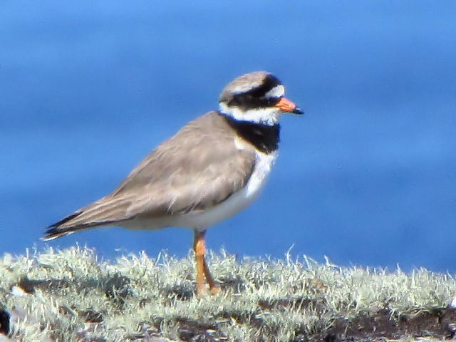 @ nWR`h@@ĉH@CjV{[tB@ACh@Inishbofin Island, Ireland@2009/06/09@Photo by Kohyuh