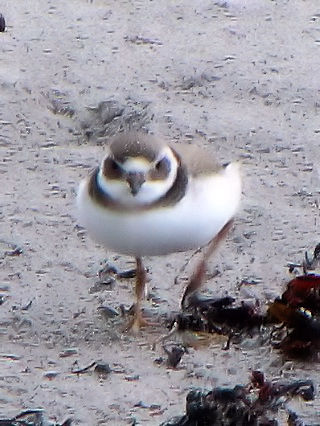 C-1 nWR`h@ᒹ@X@kACh@Rathlin Island, Northern Irelamd@2009/06/14@Photo by Kohyuh