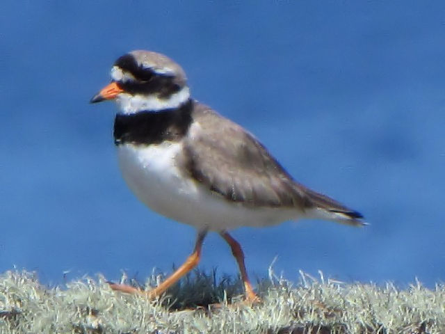 A nWR`h@@ĉH@CjV{[tB@ACh@Inishbofin Island, Ireland@2009/06/09@Photo by Kohyuh