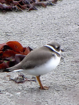 C-2 nWR`h@ᒹ@X@kACh@Rathlin Island, Northern Irelamd@2009/06/14@Photo by Kohyuh