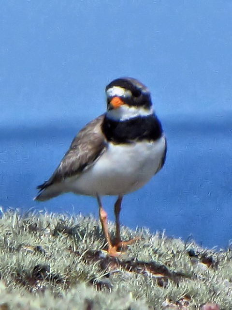 B nWR`h@@ĉH@CjV{[tB@ACh@Inishbofin Island, Ireland@2009/06/09@Photo by Kohyuh