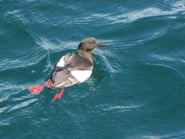 A nWE~og@@ĉH@CjV{[tB@ACh@Inishbofin Island, Ireland@2009/06/09@Photo by Kohyuh