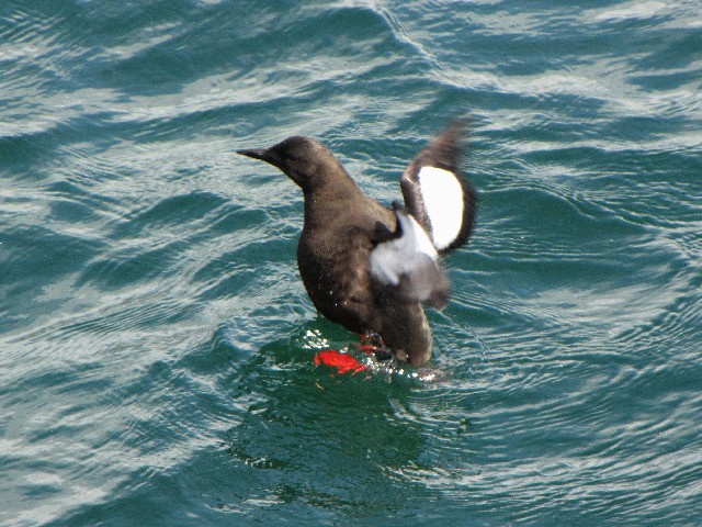 B nWE~og@@ĉH@CjV{[tB@ACh@Inishbofin Island, Ireland@2009/06/09@Photo by Kohyuh