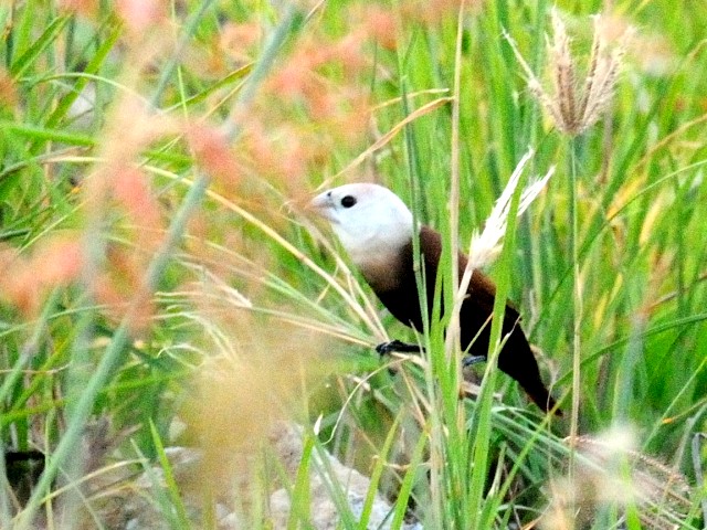 ① ヘキチョウ　成鳥　クア　ランカウイ島　マレーシア　Kuah, Pulau Langkawi, Malaysia　2010/05/31　Photo by Kohyuh