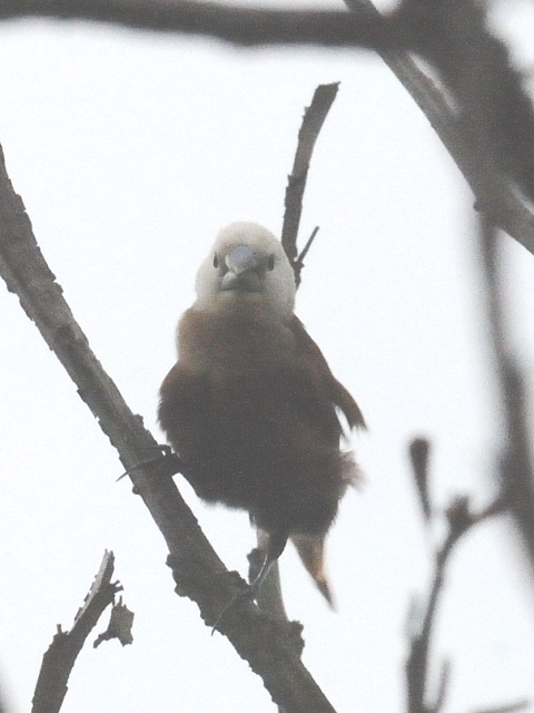 ③ ヘキチョウ　成鳥　クア　ランカウイ島　マレーシア　Kuah, Pulau Langkawi, Malaysia　2010/06/01　Photo by Kohyuh