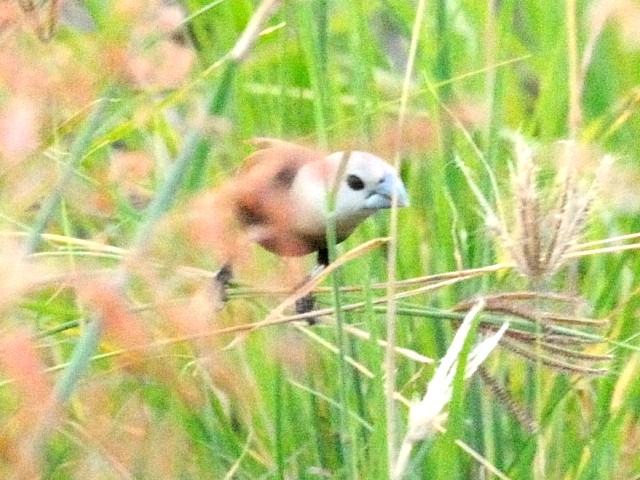 ② ヘキチョウ　成鳥　クア　ランカウイ島　マレーシア　Kuah, Pulau Langkawi, Malaysia　2010/05/31　Photo by Kohyuh