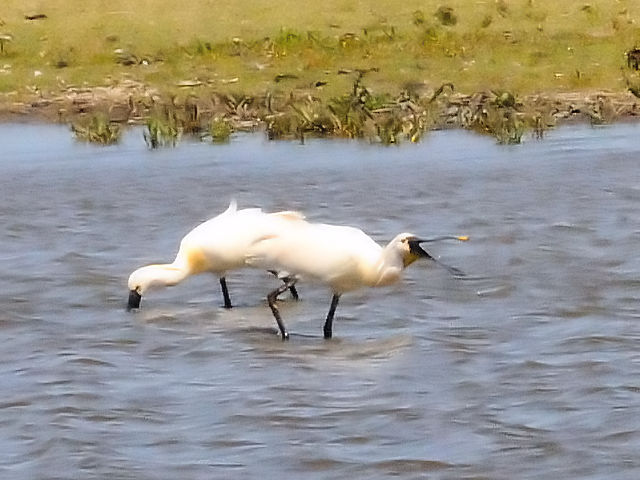 ① ヘラサギ　オースト・バールデルス・プラッセン　オランダ　Oostvaardersplassen, Netherlands　2011/06/04　Photo by Kohyuh