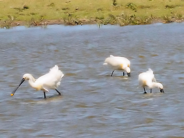 ② ヘラサギ　オースト・バールデルス・プラッセン　オランダ　Oostvaardersplassen, Netherlands　2011/06/04　Photo by Kohyuh