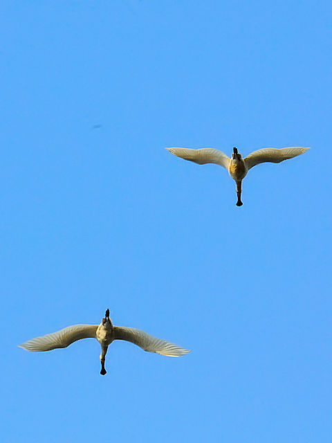 ③ ヘラサギ　オースト・バールデルス・プラッセン　オランダ　Oostvaardersplassen, Netherlands　2011/06/04　Photo by Kohyuh