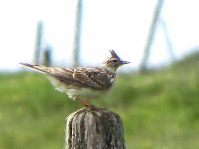 ① ヒバリ　成鳥　イニシュボーフィン島　アイルランド　Inishbofin Island, Ireland　2009/06/09　Photo by Kohyuh