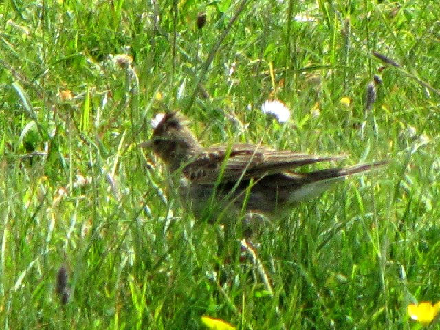 ② ヒバリ　成鳥　イニシュボーフィン島　アイルランド　Inishbofin Island, Ireland　2009/06/09　Photo by Kohyuh