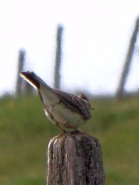 ③ ヒバリ　成鳥　イニシュボーフィン島　アイルランド　Inishbofin Island, Ireland　2009/06/09　Photo by Kohyuh