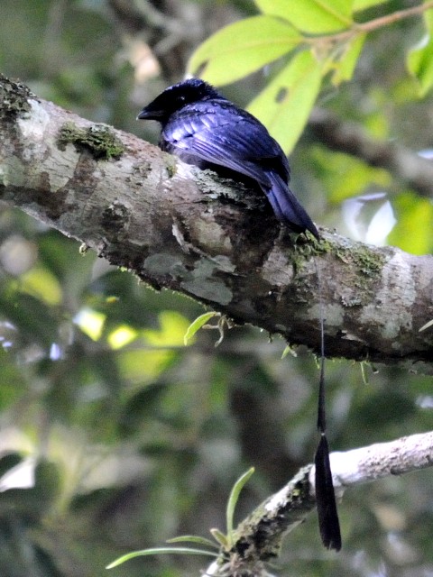 ① ヒメカザリオウチュウ　成鳥　フレイザーズ・ヒル　マレーシア　Fraser's Hill, Malaysia　2010/05/27　Photo by Kohyuh