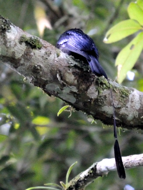 ② ヒメカザリオウチュウ　成鳥　フレイザーズ・ヒル　マレーシア　Fraser's Hill, Malaysia　2010/05/27　Photo by Kohyuh