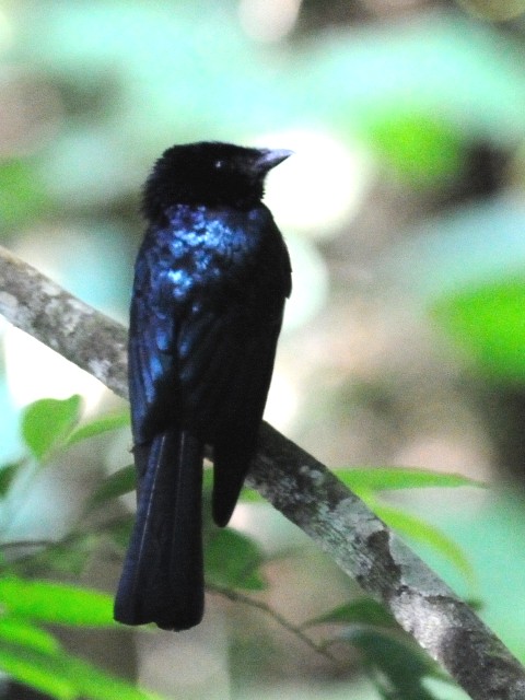 ③ ヒメカザリオウチュウ　若鳥　フレイザーズ・ヒル　マレーシア　Fraser's Hill, Malaysia　2010/05/27　Photo by Kohyuh