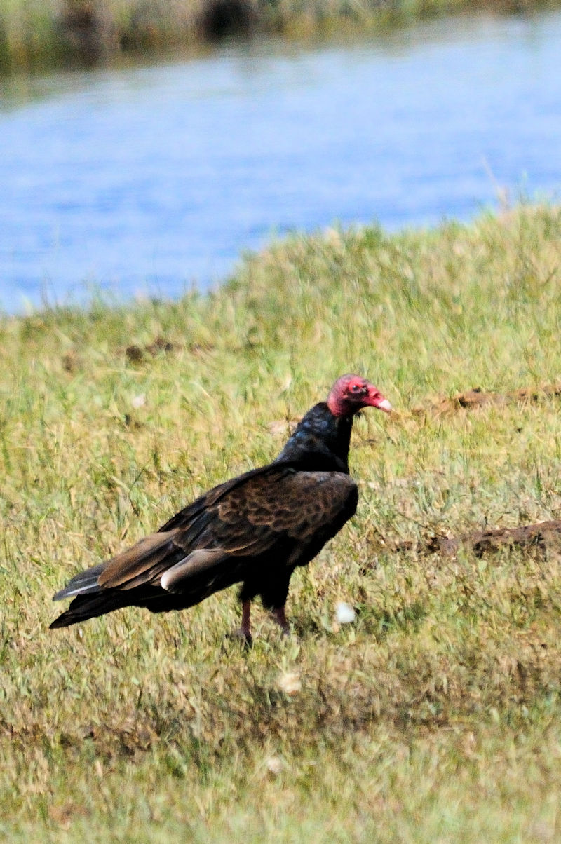 ヒメコンドル （３態）　ベアレイク国立野生生物保護区　アイダホ州南東部　米国　Bear Lake National Wildlife Refuge, southeast Idaho USA　2013/07/13　Photo by Kohyuh