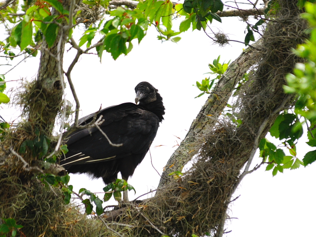 ヒメコンドルの幼鳥 （６態-6）　マイアミ近郊　in the suburbs of Miami, Florida, USA　2013/06/02　Photo by Kohyuh